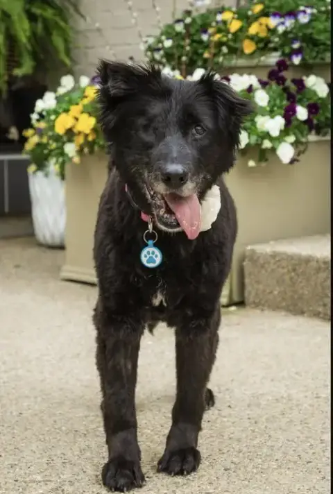 Mollie