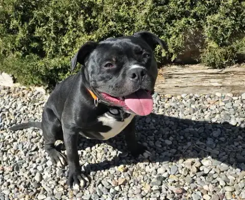 Chauncey De Charmer ~ Exquisite Pocket Bully photo 3
