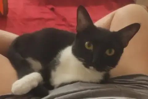 Maisie  Felv+ photo 4