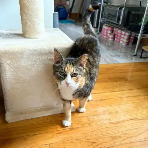 Maisey