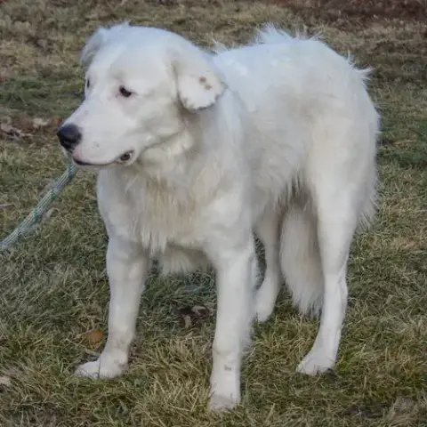 Colt photo 5