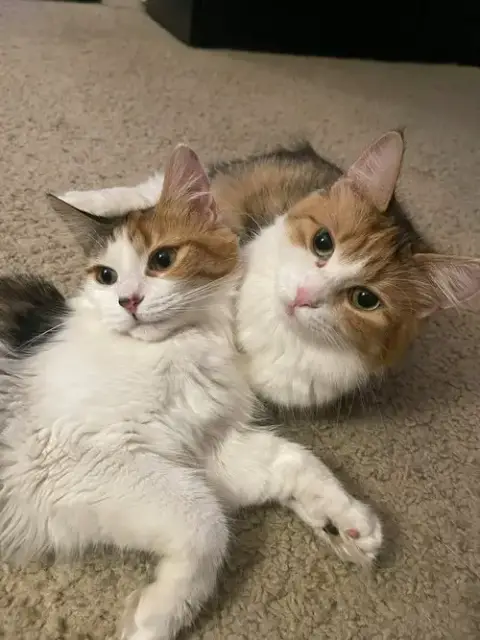 Ginger photo 4