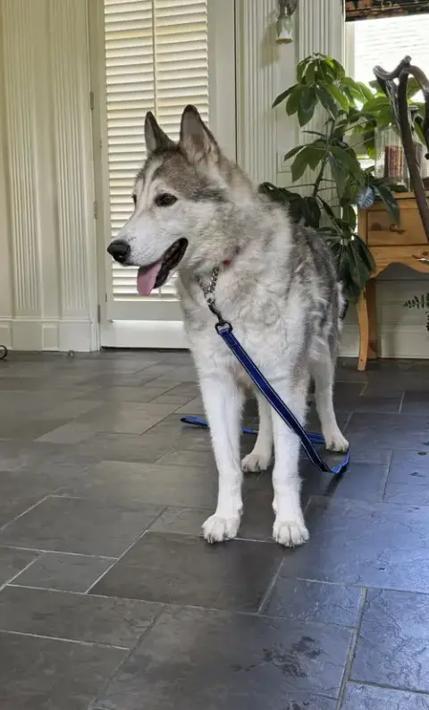 Kovu photo 4