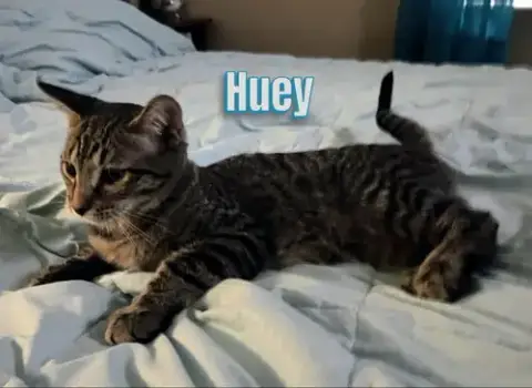 Duey And Huey