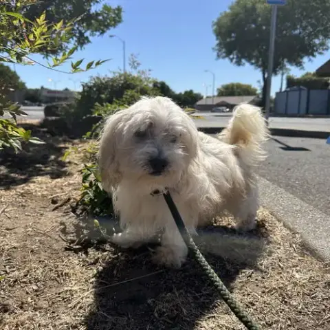 Gizmo photo 2
