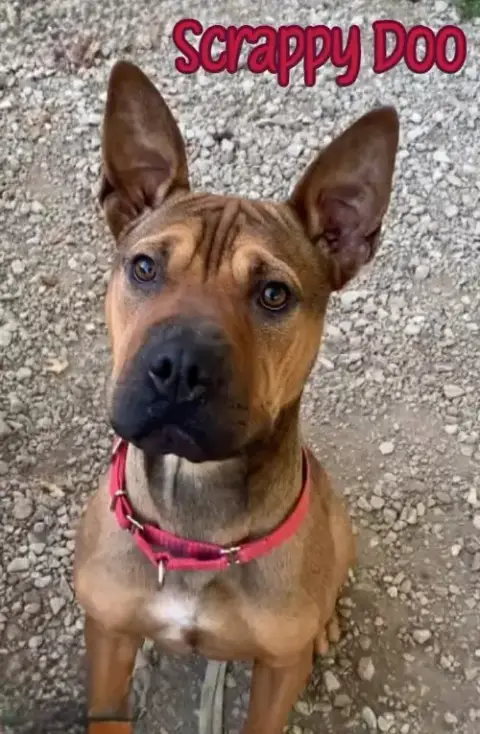 Scrappy Doo
