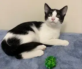 Kitten Frankie photo 2