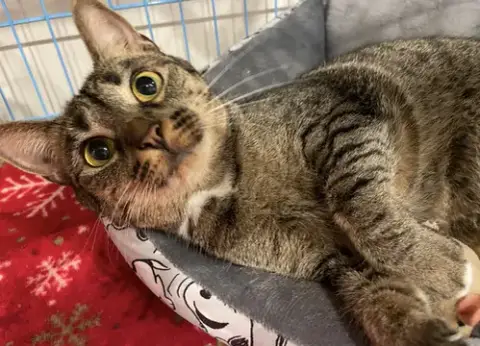Pebbles