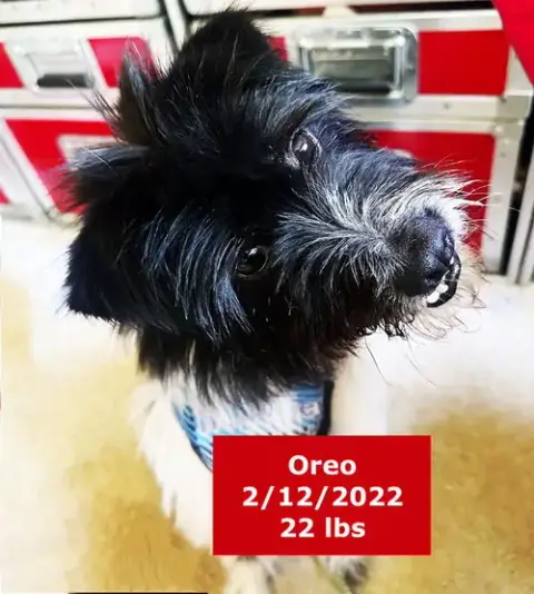 Oreo photo 2