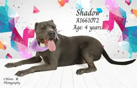 Shadow