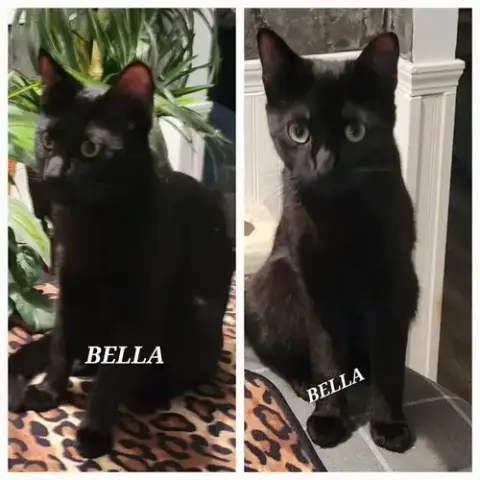 Bella -Cp photo 4