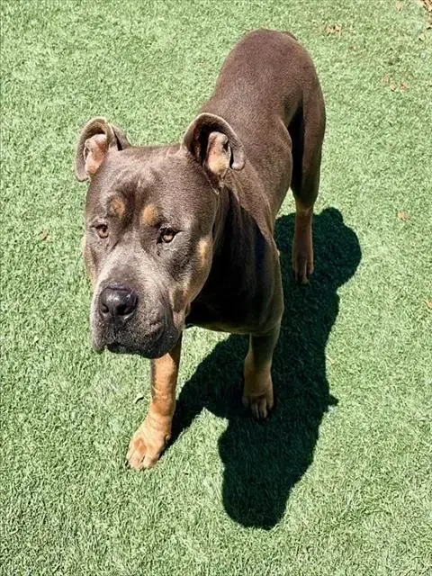 Tyson