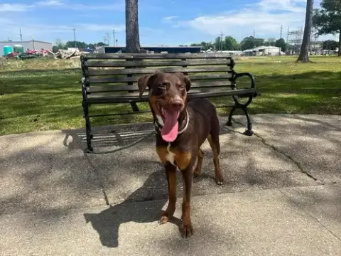 Rosie- The Sweetheart photo 2