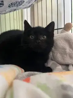 Cupcake