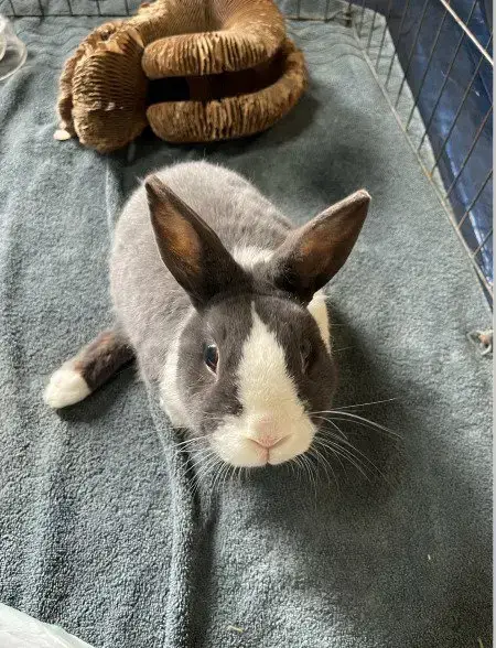 Lil Bun photo 2