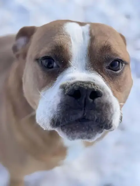 Ashton Now Tyson