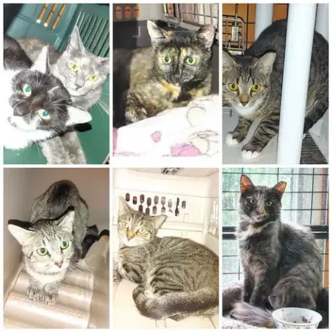 Ferals For Farms! photo 2