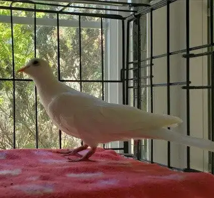 Chicky