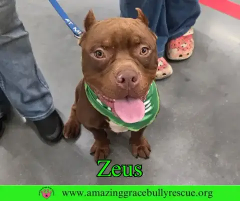 Zues