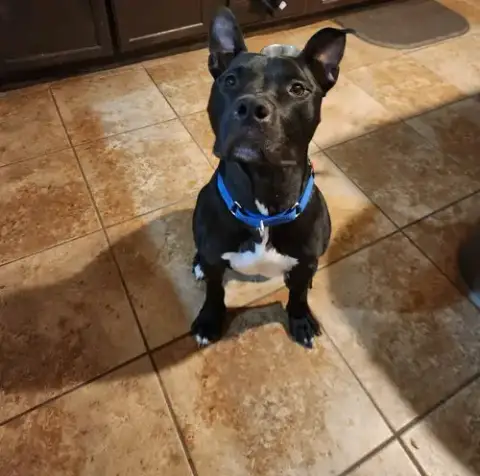 Jake