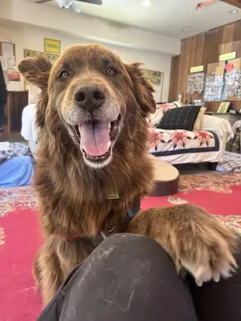 Koda photo 2