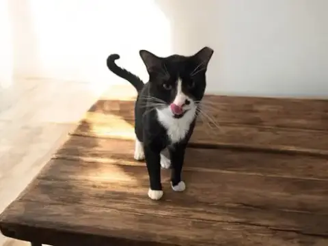 Felix photo 3