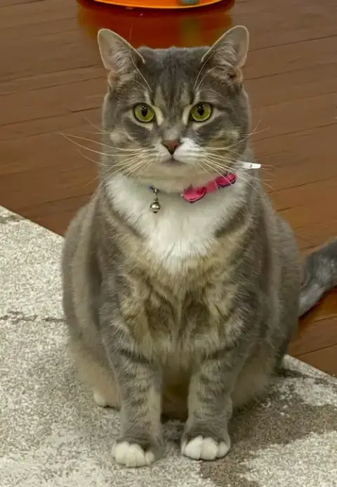 C256 Litter Mia