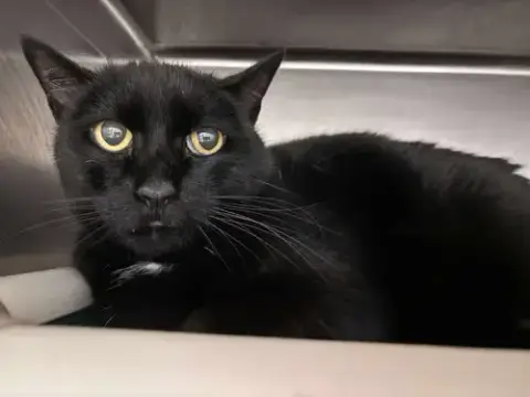 Edwina: Not At Shelter photo 2