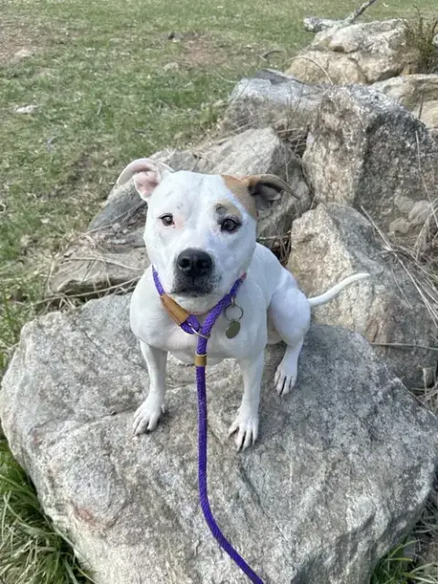 Olive Mini Pittie photo 5