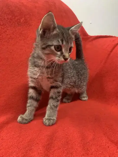 Laalaa