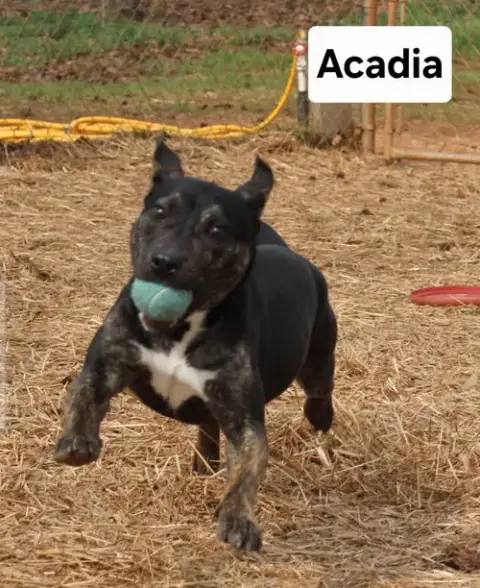 Acadia Dixon photo 2