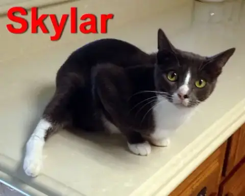 Sky