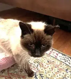 Misha