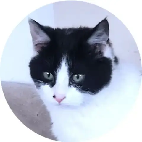 Juniper