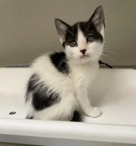 Amidala