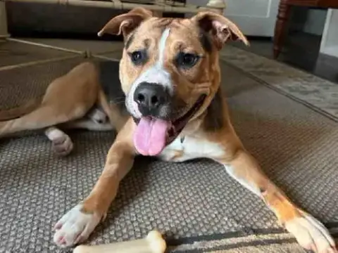 Bolt