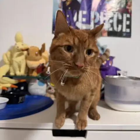 Simba