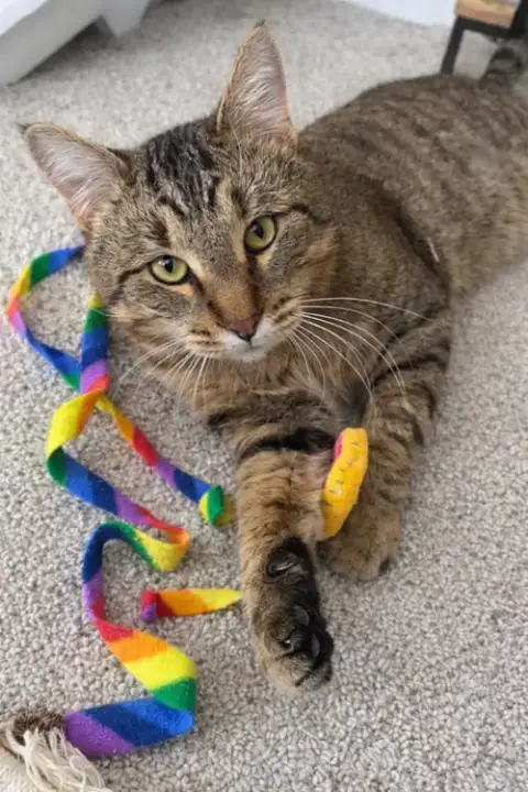 Tarzan