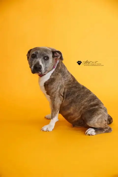 Kaia-$75 Adoption Fee! Diamond Dog!