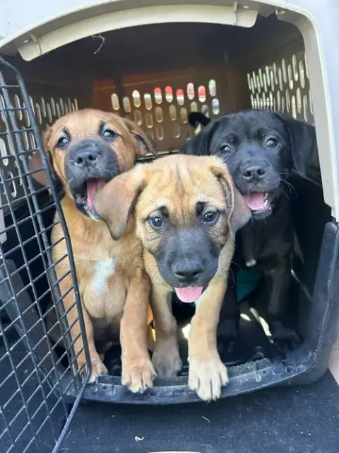 Coco Pups photo 2