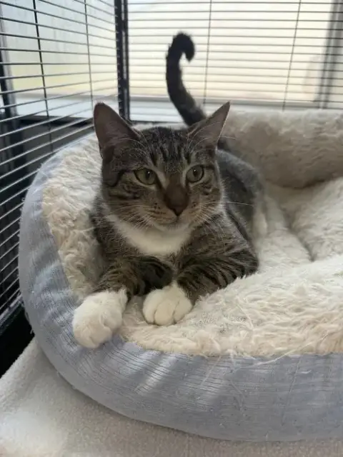 Herbie photo 3