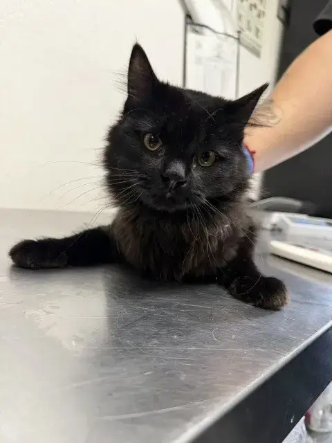 Gemma