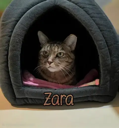 Zara photo 3