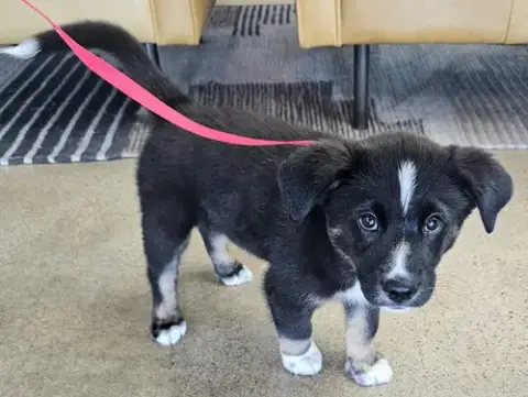 Puppy Tommy Boy photo 2