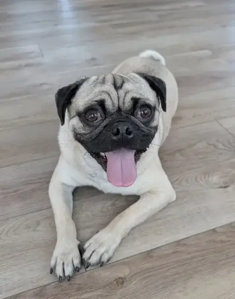 Frank photo 2