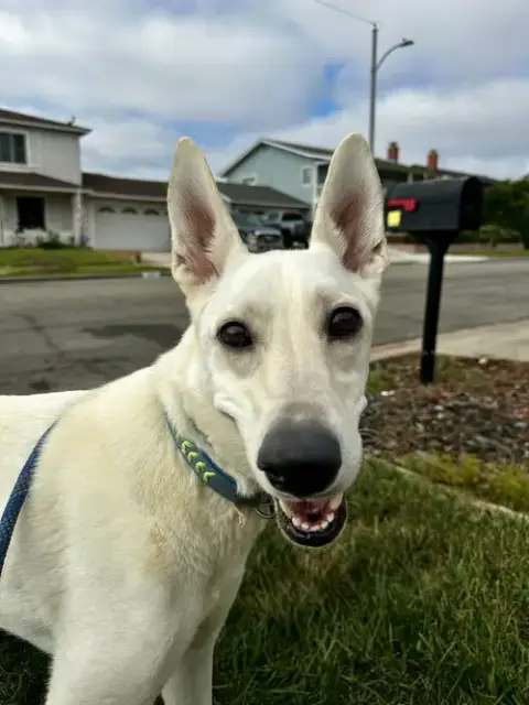Gracie Mae photo 2