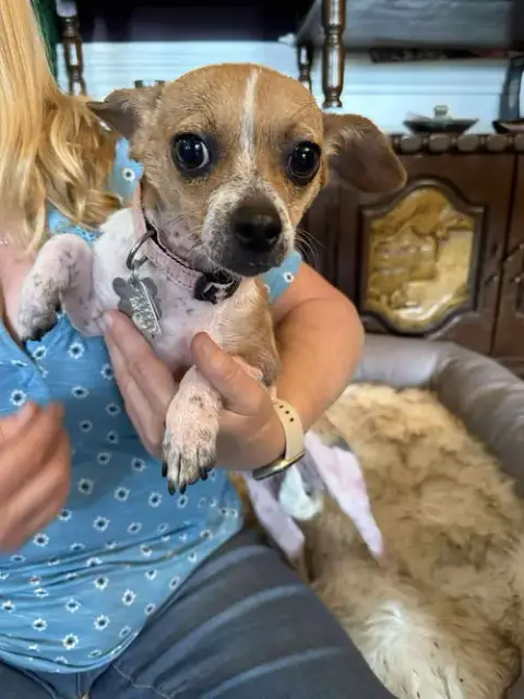 Lily The Chi