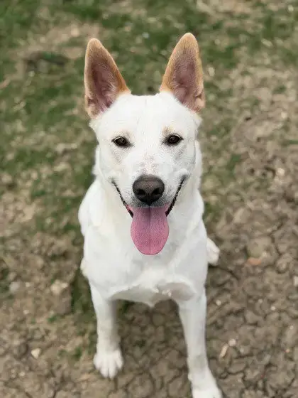 Milo photo 2