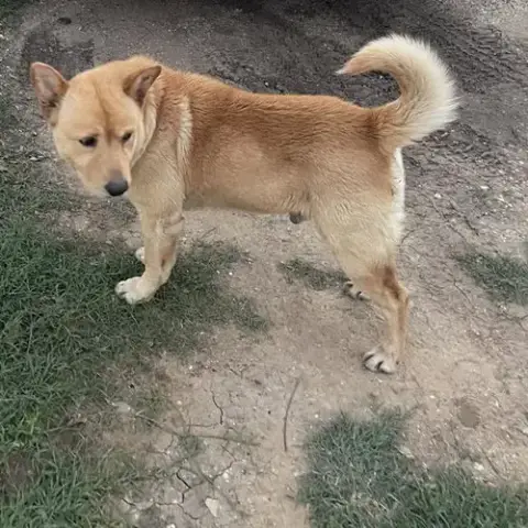 Oliver