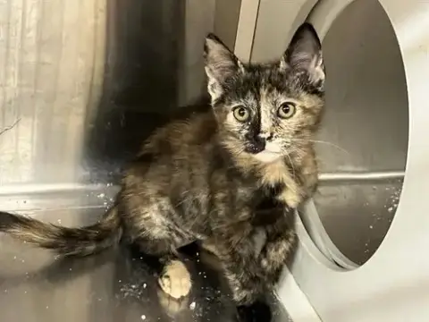 Esmeralda